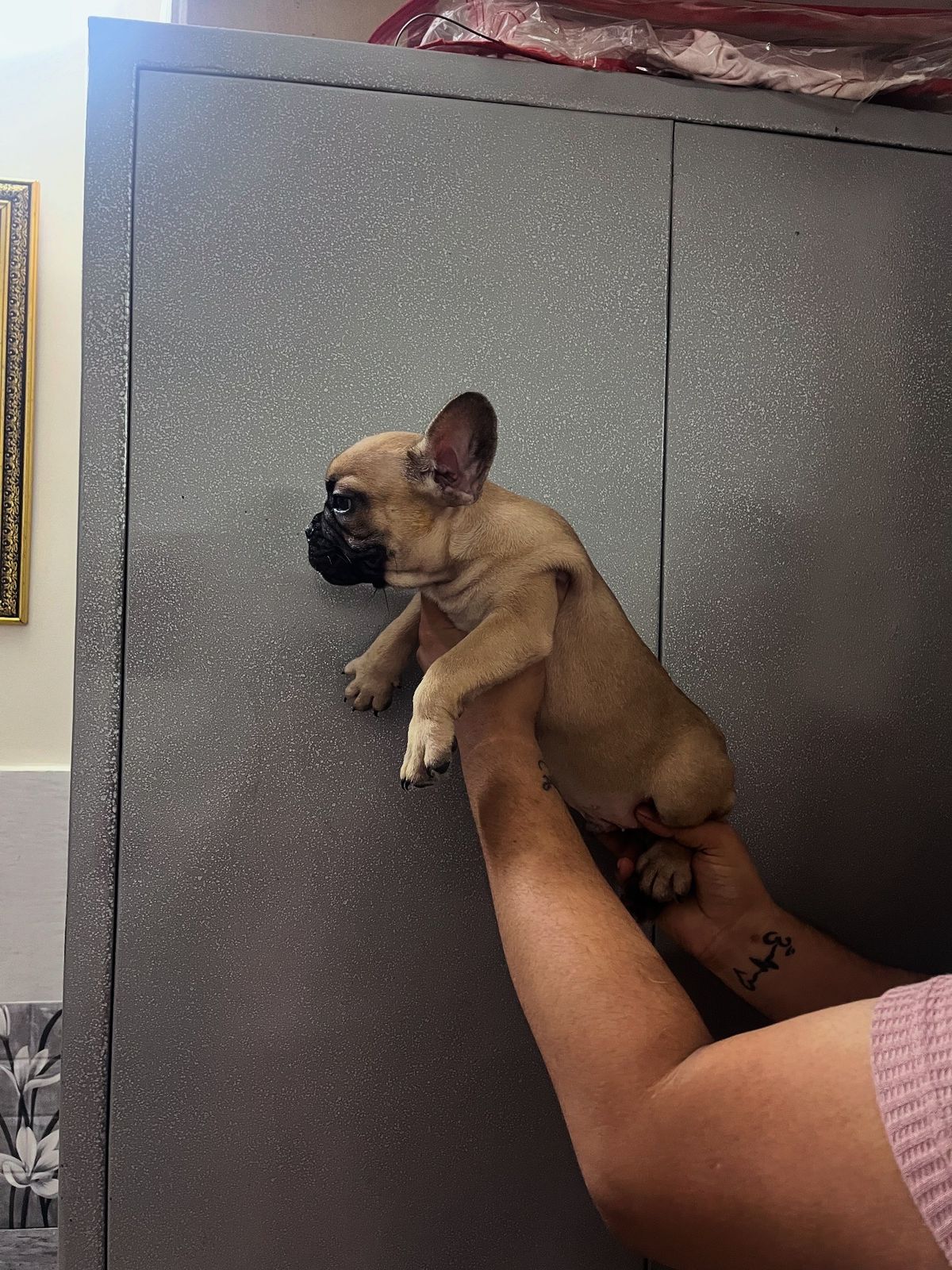 Image of FRENCH BULLDOG posted on 2022-03-26 13:00:08 from NEW DELHI